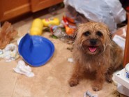 What To Give Dogs For Diarrhea Healthy Paws