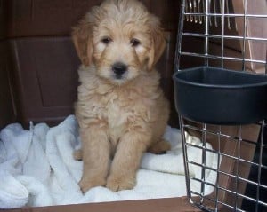 puppy-crate-training-300x239.jpg