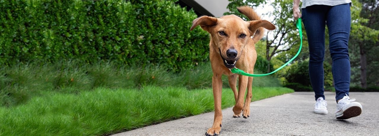 A mixed-breed dog out for a walk with it's owner.