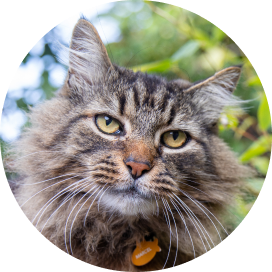 A cat wearing a collar with a fish tag, sitting gracefully and looking curiously at the camera.