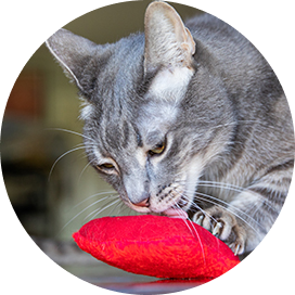 A playful cat engaging with a vibrant red toy, showcasing its curiosity and playful nature.