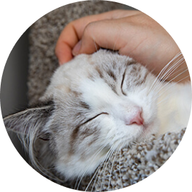 A cat enjoys it’s head being scratched, symbolizing warmth and the bond between pet and owner.