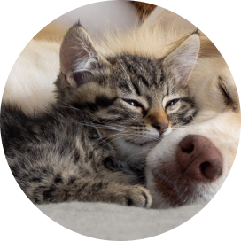 A kitten and dog peacefully lying together, showcasing their friendship and harmony in a cozy setting.