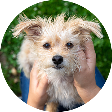 Small mixed breed dog sits in pet parent’s lap at park and looks up.