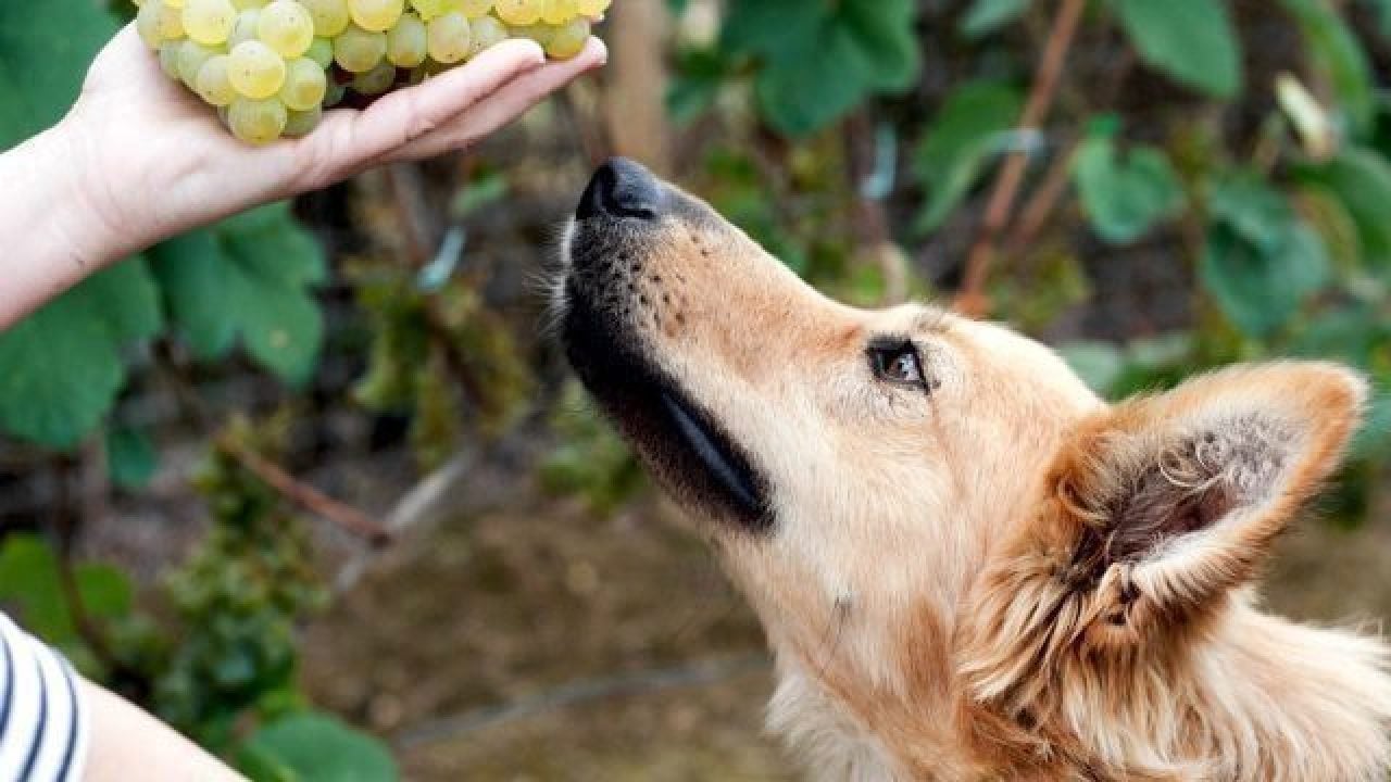 can dogs eat grapes