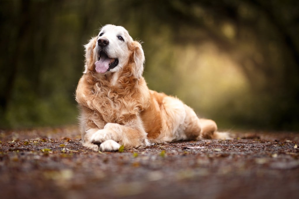 potty training older dogs