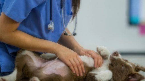 border collie puppy at the vet