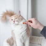 brushing cat's teeth