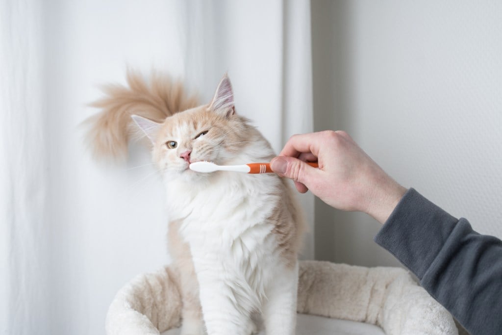 brushing cat's teeth