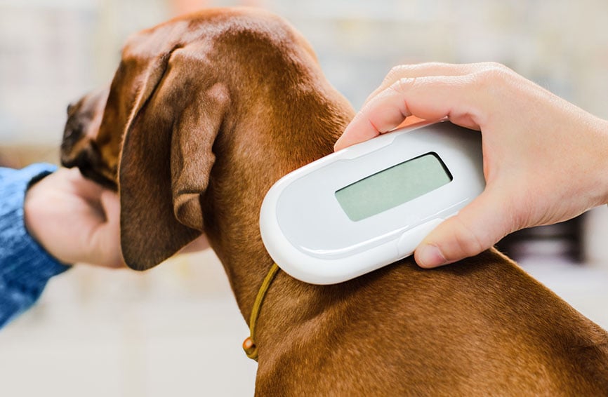 Veterinarian checking microchip