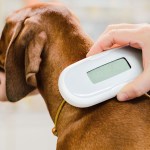 Veterinarian checking microchip