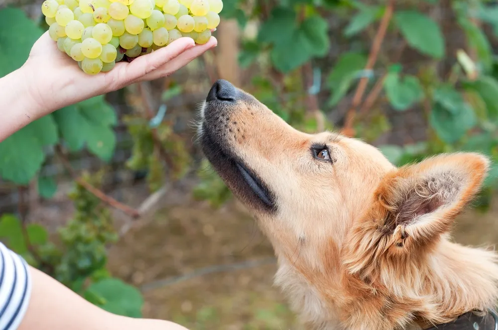 dog sniffing grapes