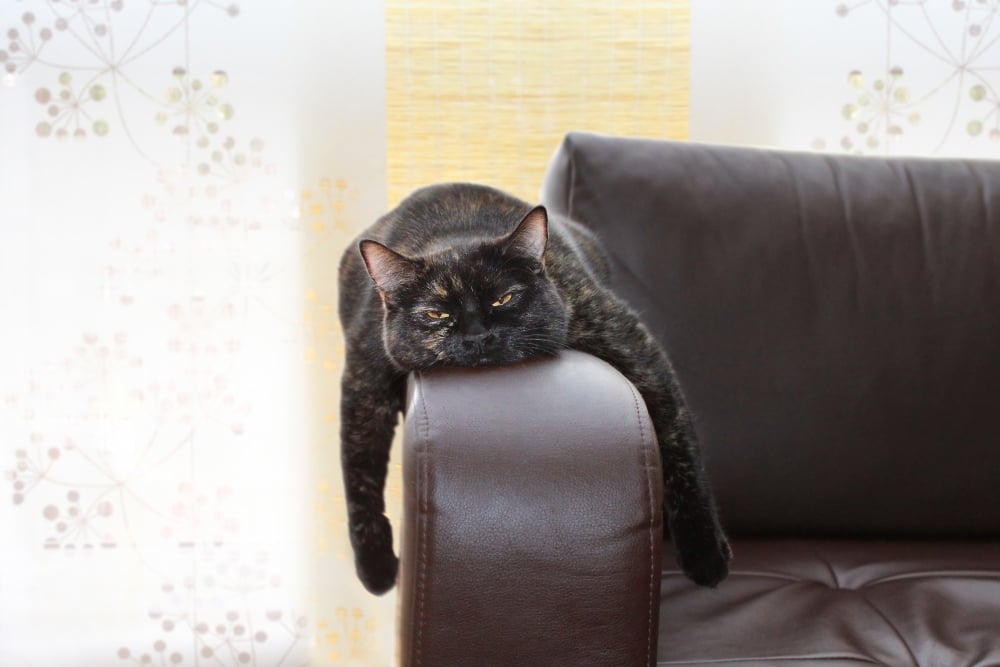 bored black cat on couch