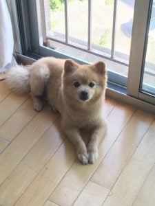 fluffy pomeranian dog