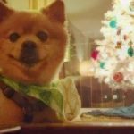 pomeranian dog by Christmas tree