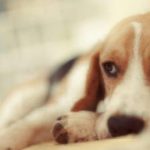 beagle dog sad