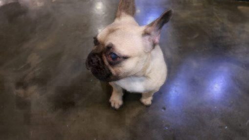 French bulldog suffering from cherry eye