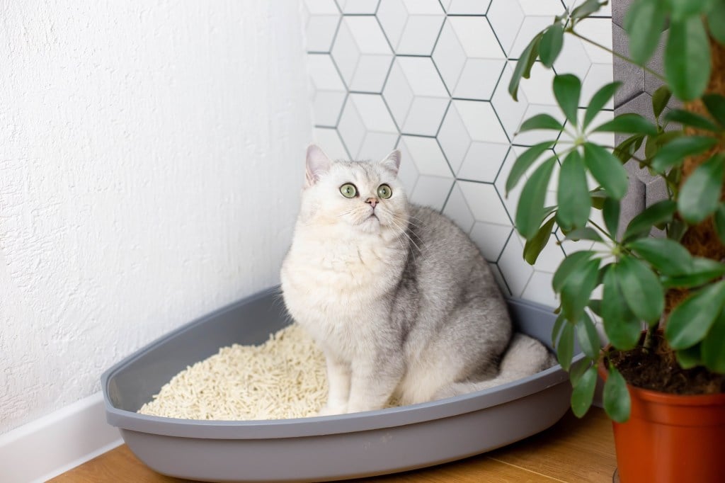 white cat sitting in corner litter box