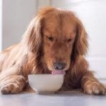 Golden retriever dog eating food