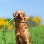 golden retriever with a carrot