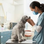 dog at the vet