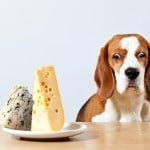 dog with plate of cheese