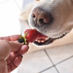 dog strawberry