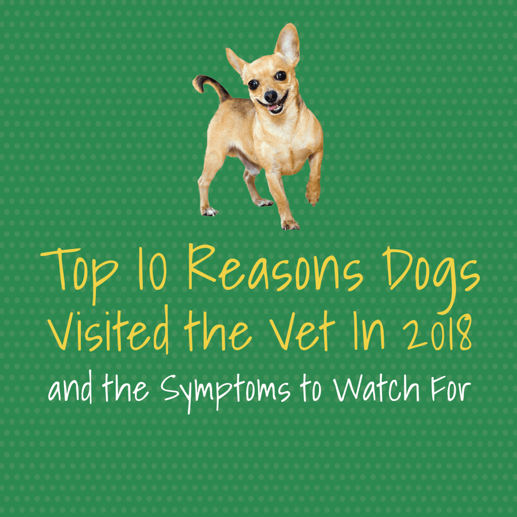 Top 10 reasons dogs visited the vet in 2018