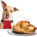 Dog with a cooked turkey