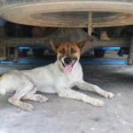 dog lying under car