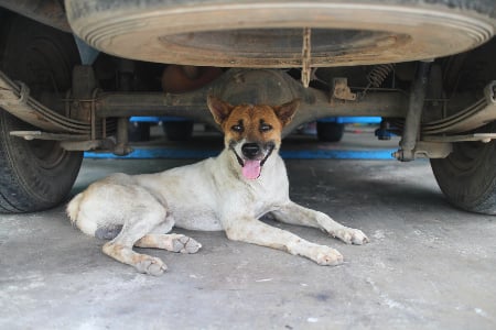 dog lying under car