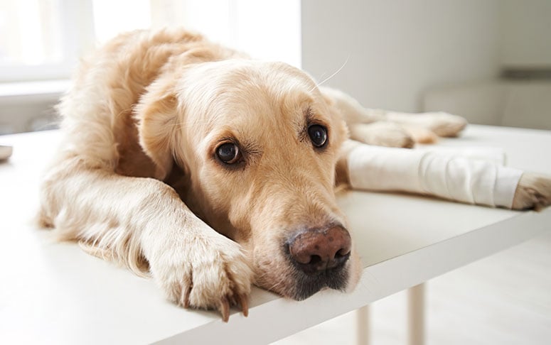 injured dog