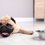 Hot pug with water dish