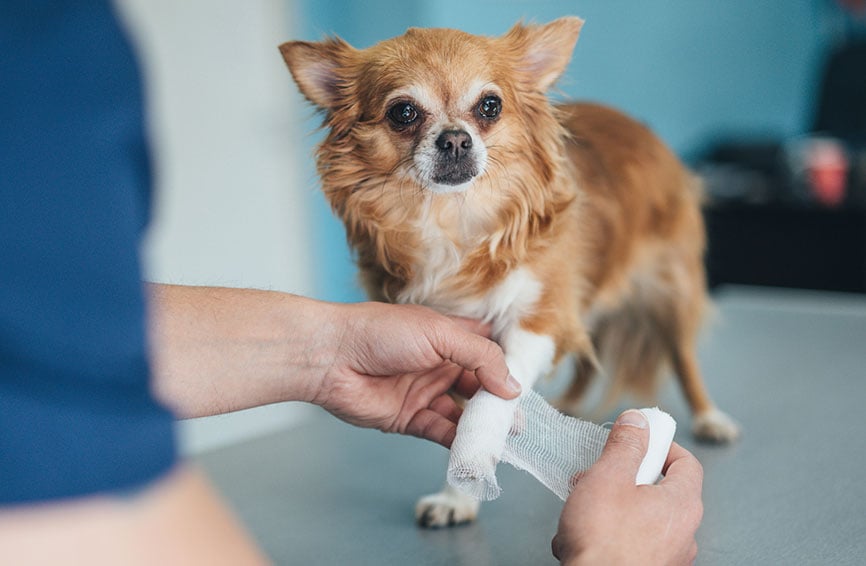 Dog with an injured leg.