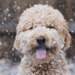 Happy doodle in the snow.