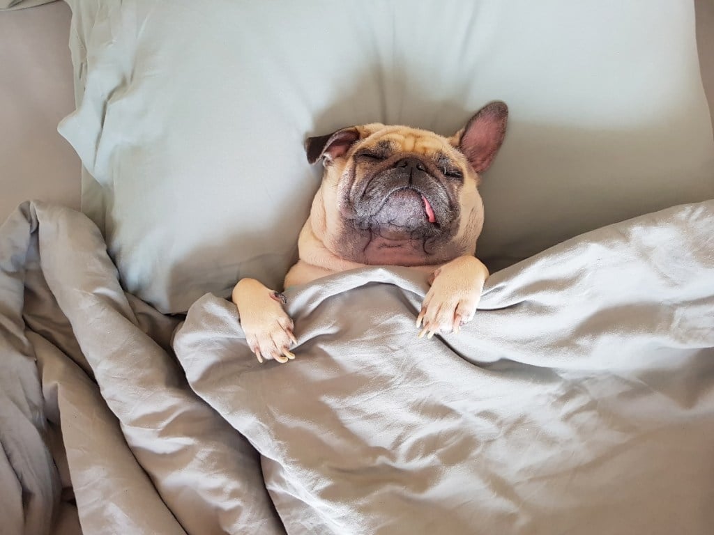 pug sleeping in bed