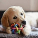 Retriever puppy