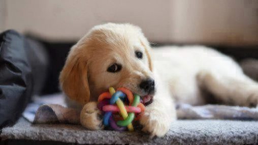 Retriever puppy