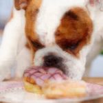 Dog eating a donut