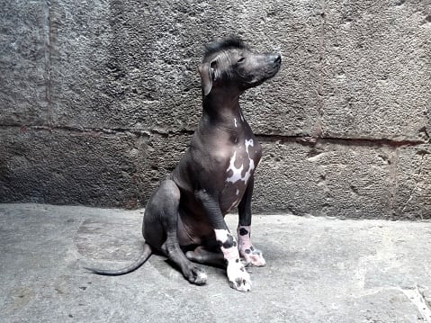 Peruvian Inca Orchid dog