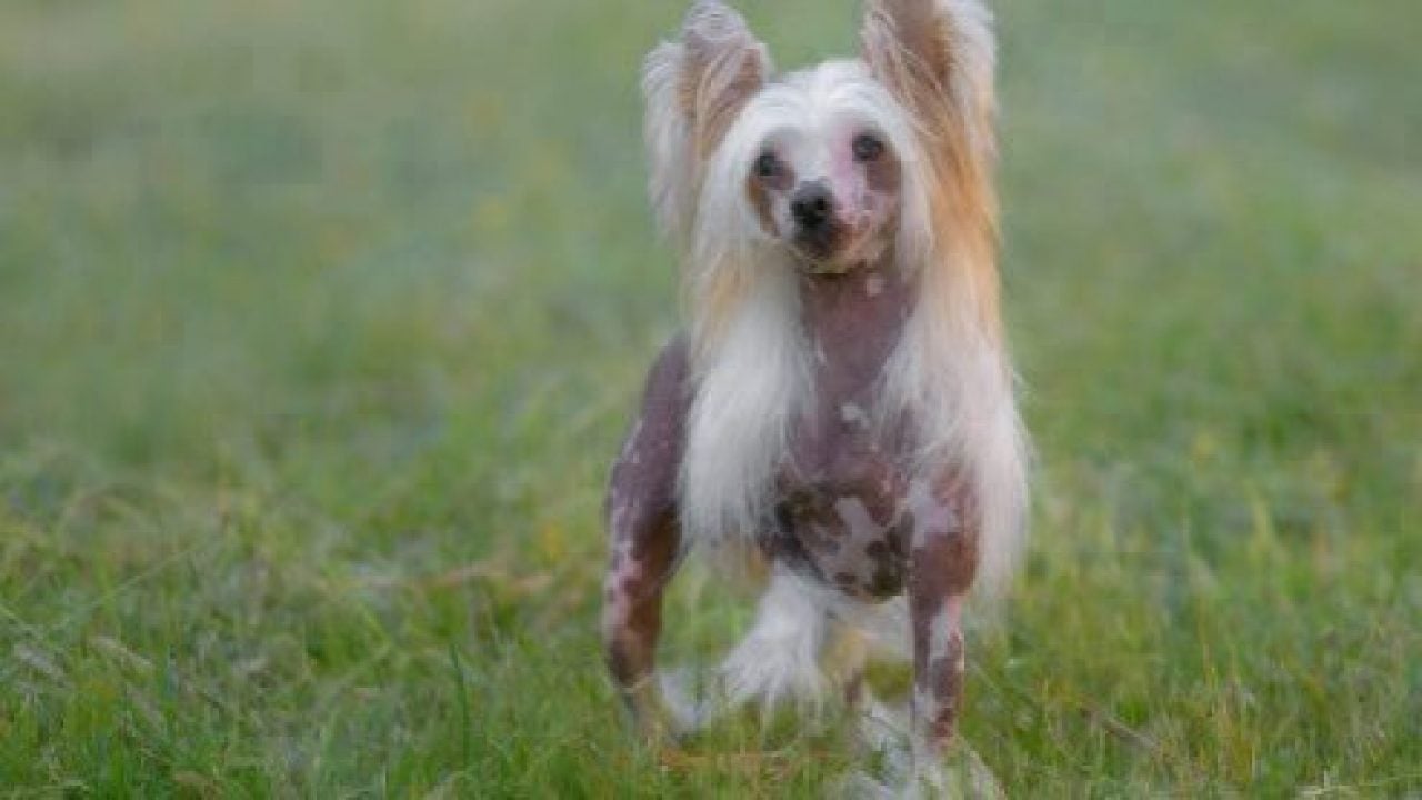 chinese crested dog