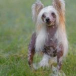 chinese crested dog