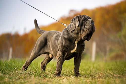 Neapolitan mastiff gray dog