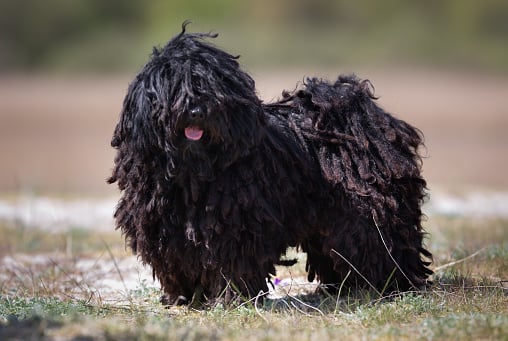 Black Puli dog