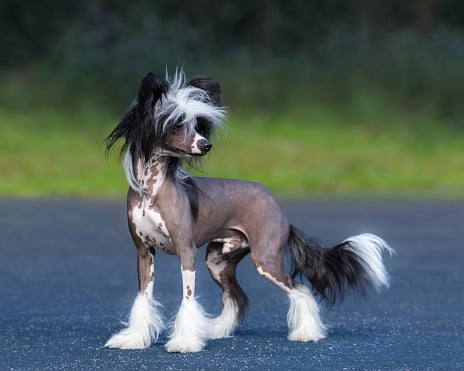 Chinese crested dog