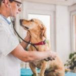 veterinarian with tan dog