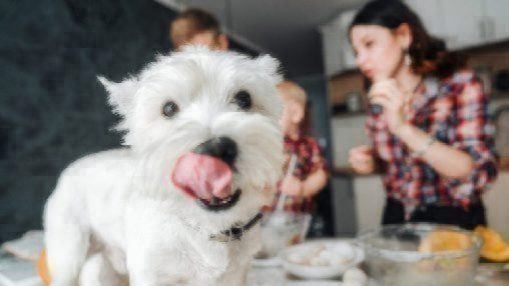 west highland white terrier dog