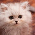 white fluffy persian kitten