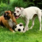 boxer puppies playing