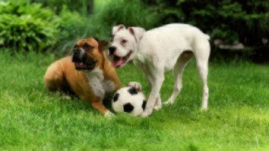 boxer puppies playing